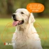 LAGER PERROS ADULTOS 10 KG + PIPETA PROTECH DE 26 A 40KG DE REGALO