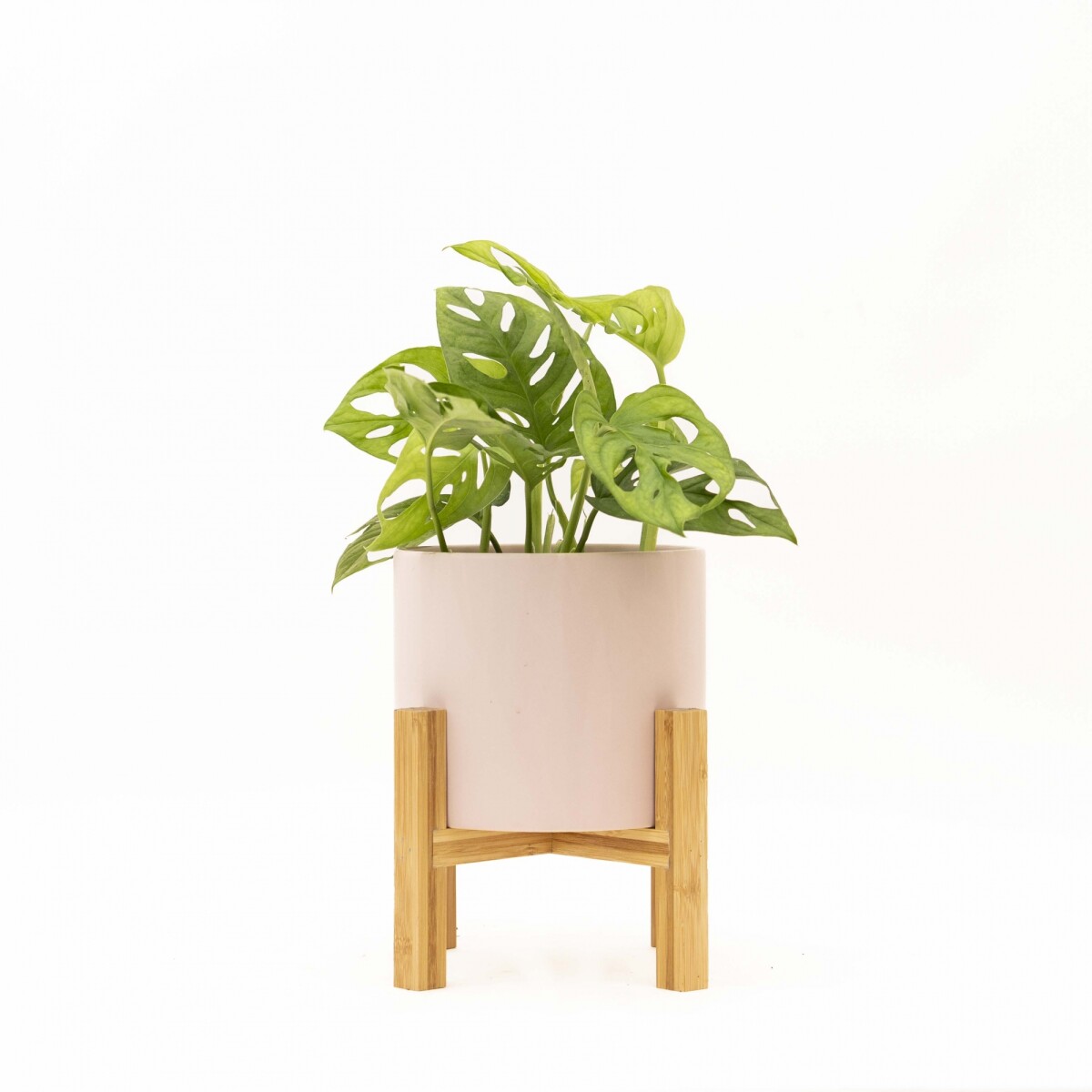 MONSTERA ADANSONII - CON MACETA CERAMICA ROSA CON SOPORTE 