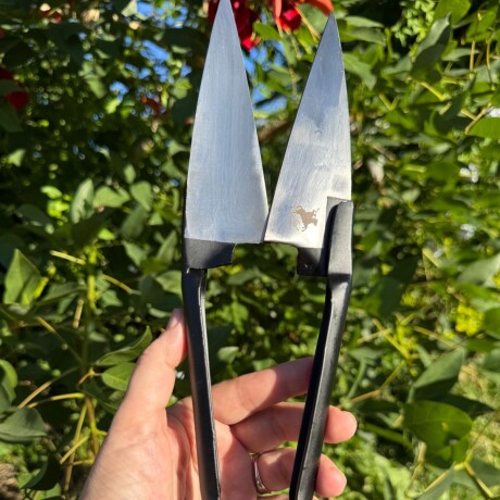 Tijera de Tusar Negra