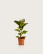 Ficus Elástica "Gomero" Verde - H: 60cm