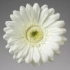 Flor Artificial Gerbera blanca tallo corto Flor Artificial Gerbera blanca tallo corto