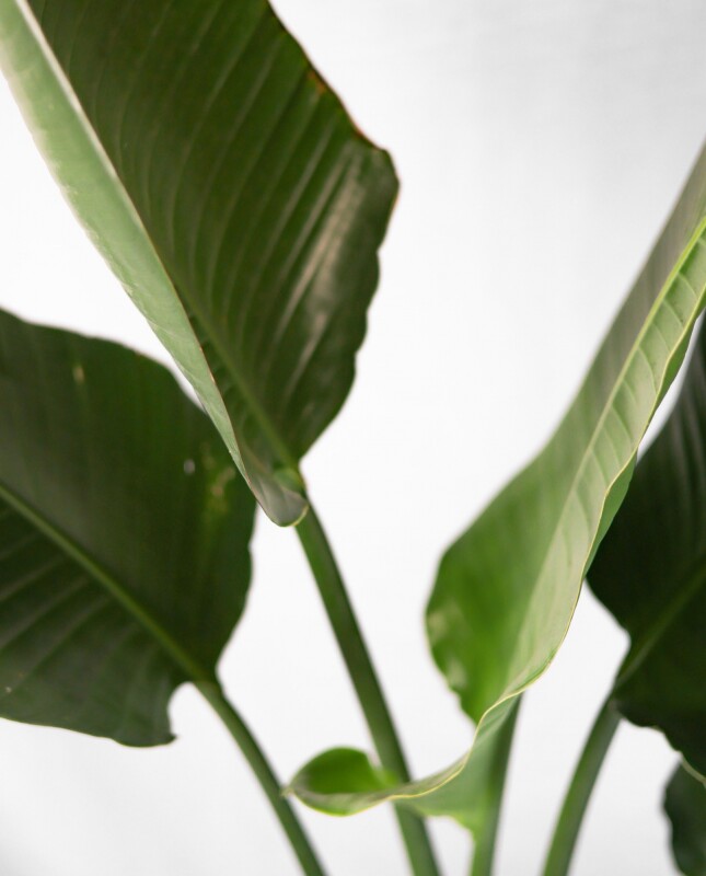 Strelitzia Nicolai M - H: 1.2m