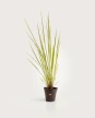 Paspalum Haumanii M - H: 90cm
