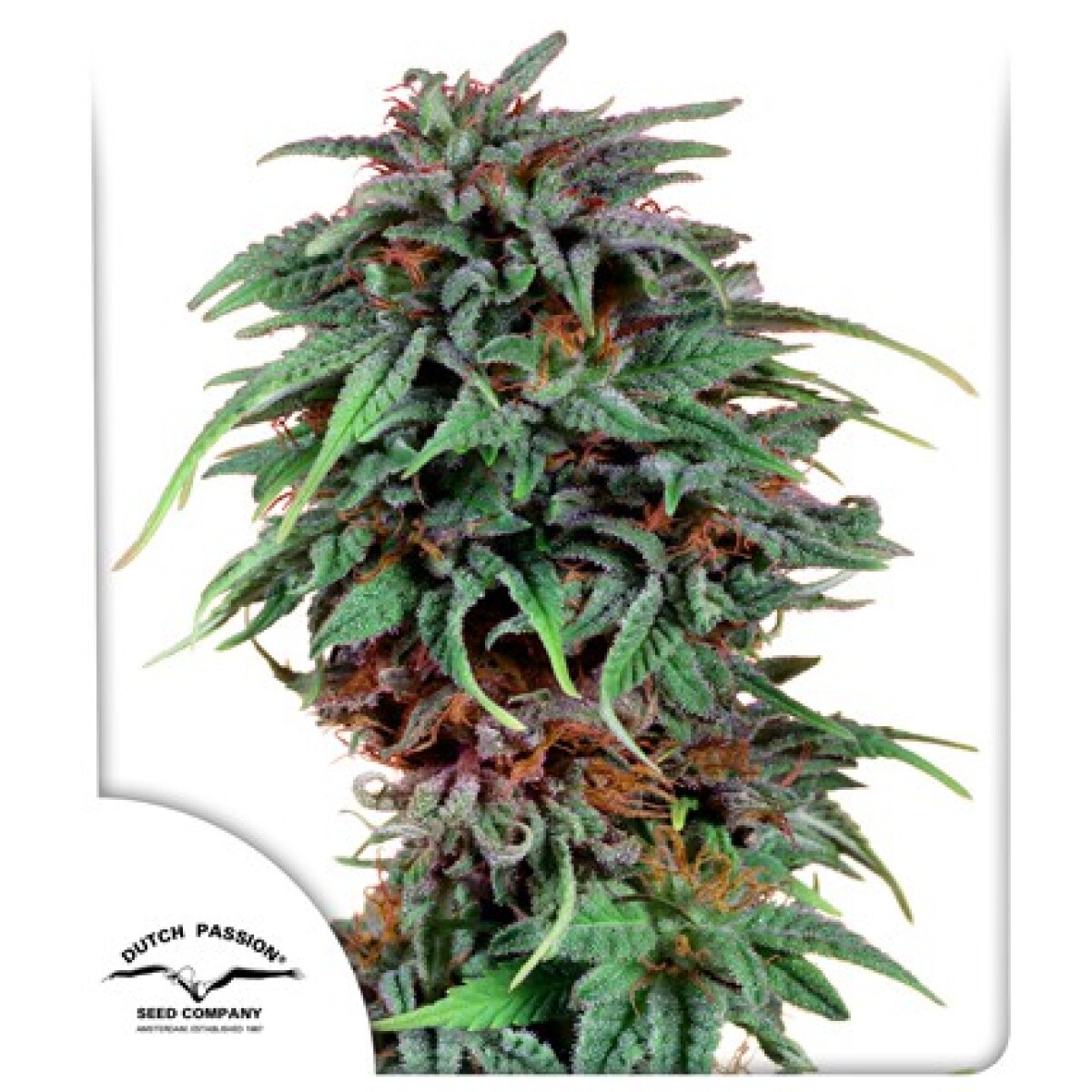 FEM - DURBAN POISON® X3 UNIDADES 