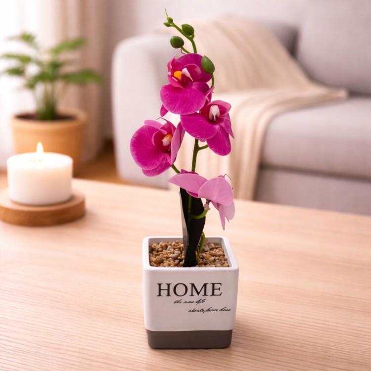 PLANTA CON FLORES ORQUIDEA CON MACETA PLANTA CON FLORES ORQUIDEA CON MACETA