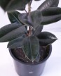 Ficus Elástica XL - Negro - H: 1m Ficus Elástica XL - Negro - H: 1m