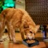 Plato Comedero Come Lento Perros Gatos Mascotas Plastico Color Variante Verde