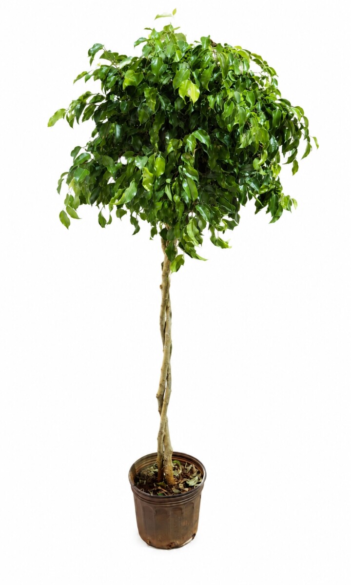 FICUS BENJAMINA TOPEADO 
