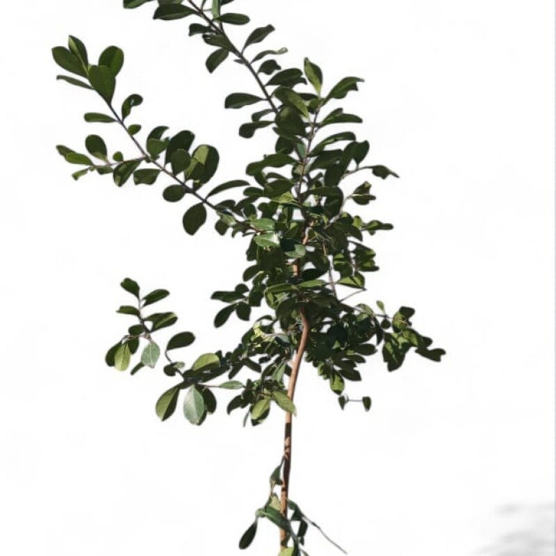 GUAYABO GUAYABO