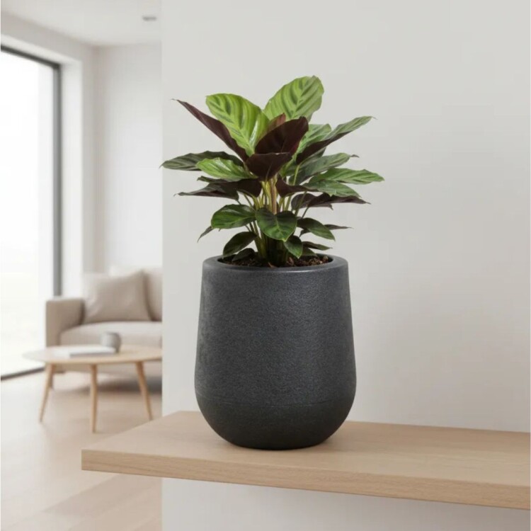 MACETA GOTA DECORATIVA 8,5 LITROS GRIS GRAFITO MACETA GOTA DECORATIVA 8,5 LITROS GRIS GRAFITO