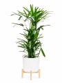 PALMERA RAPHIS CON MACETA MINIMALISTA Y SOPORTE PALMERA RAPHIS CON MACETA MINIMALISTA Y SOPORTE