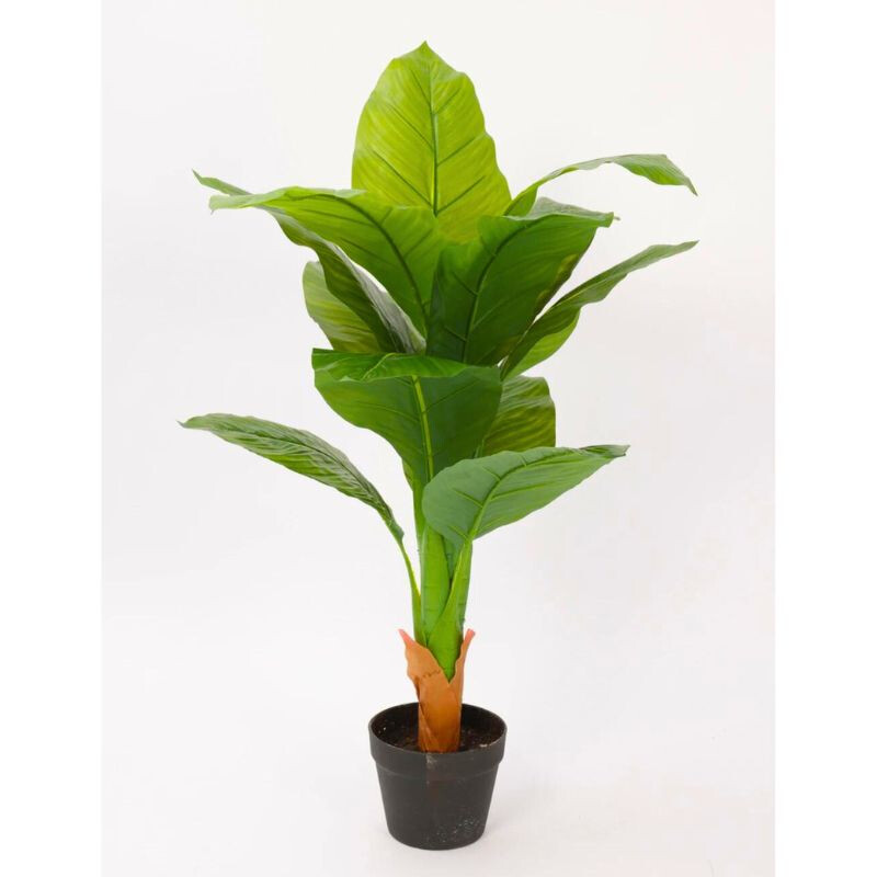 Planta Amoena Reina 1.6 Mtr Planta Amoena Reina 1.6 Mtr