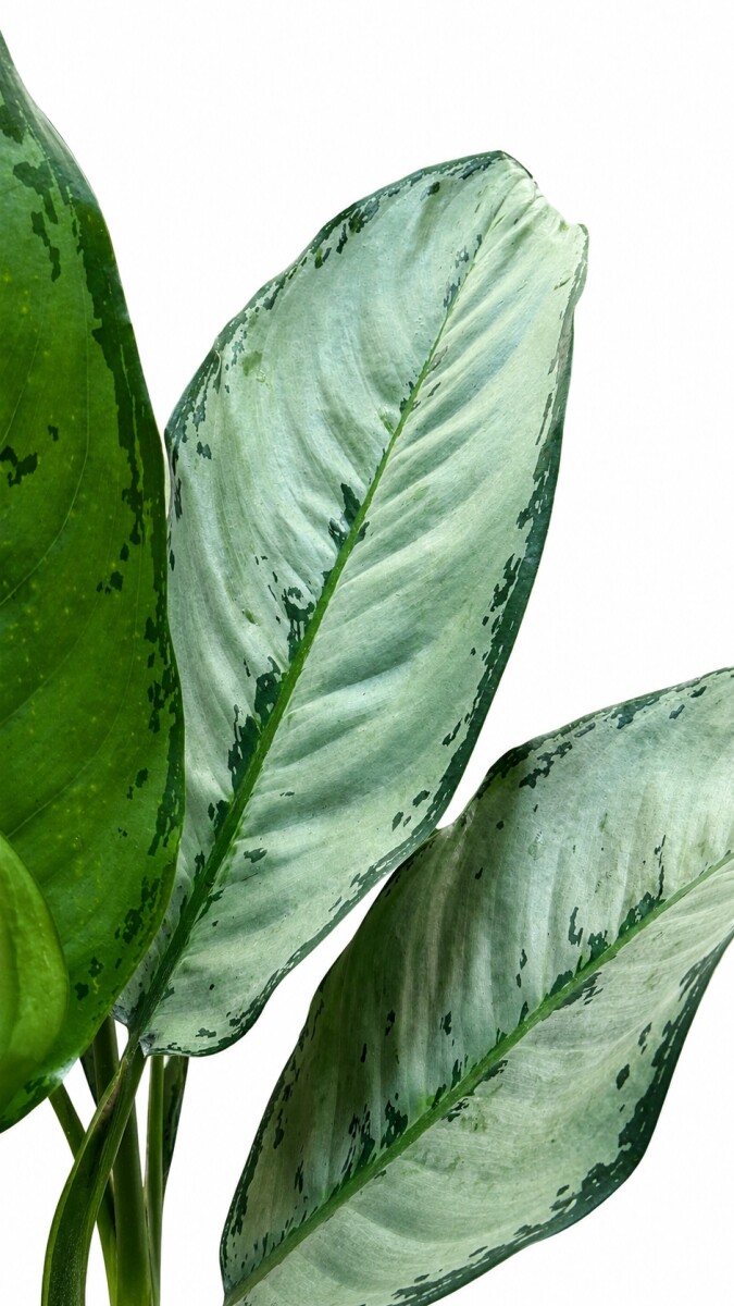 AGLAONEMA VARIADA GRANDE 