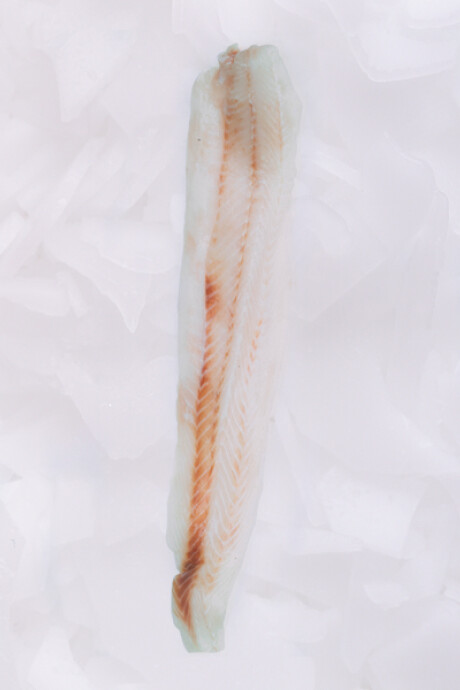 Filete de Cazón Fresco 500g