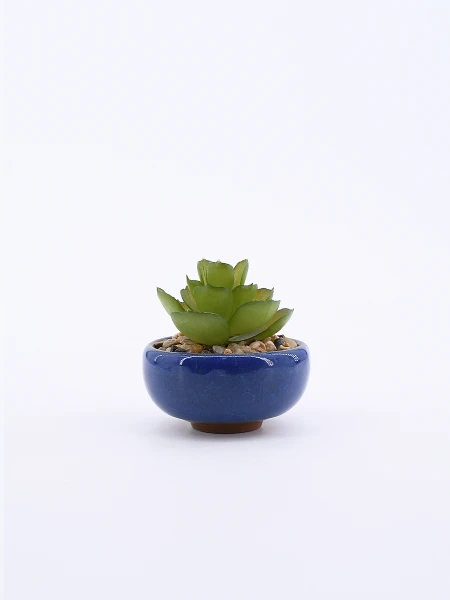 SUCULENTA VERDE