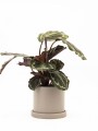 CALATHEA CON MACETA CERAMICA CON PLATO GRIS