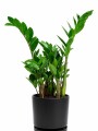 ZAMIOCULCA EN MACETA CERAMICA NEGRA