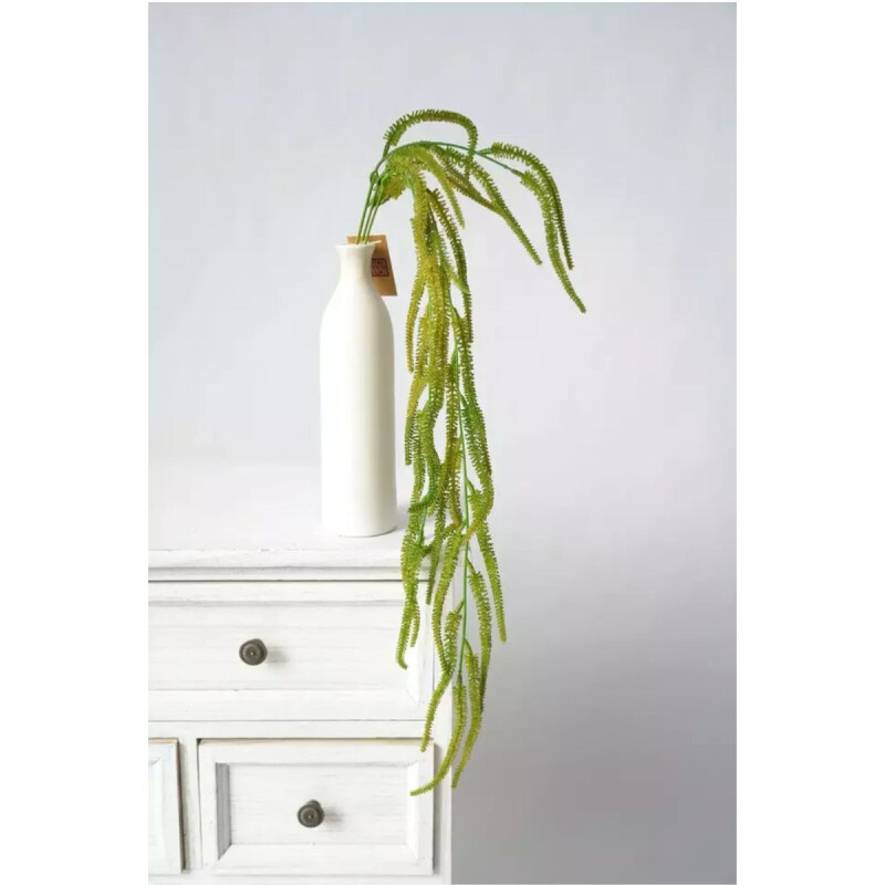 Rama de Suculenta Rama de Suculenta