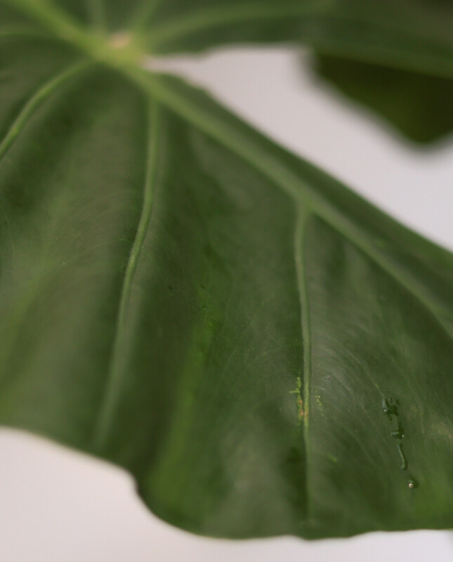 Alocasia Odora - H: 1m Alocasia Odora - H: 1m