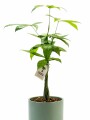 MONEY TREE (PACHIRA AQUATICA)EN MACETA CERAMICA VERDE