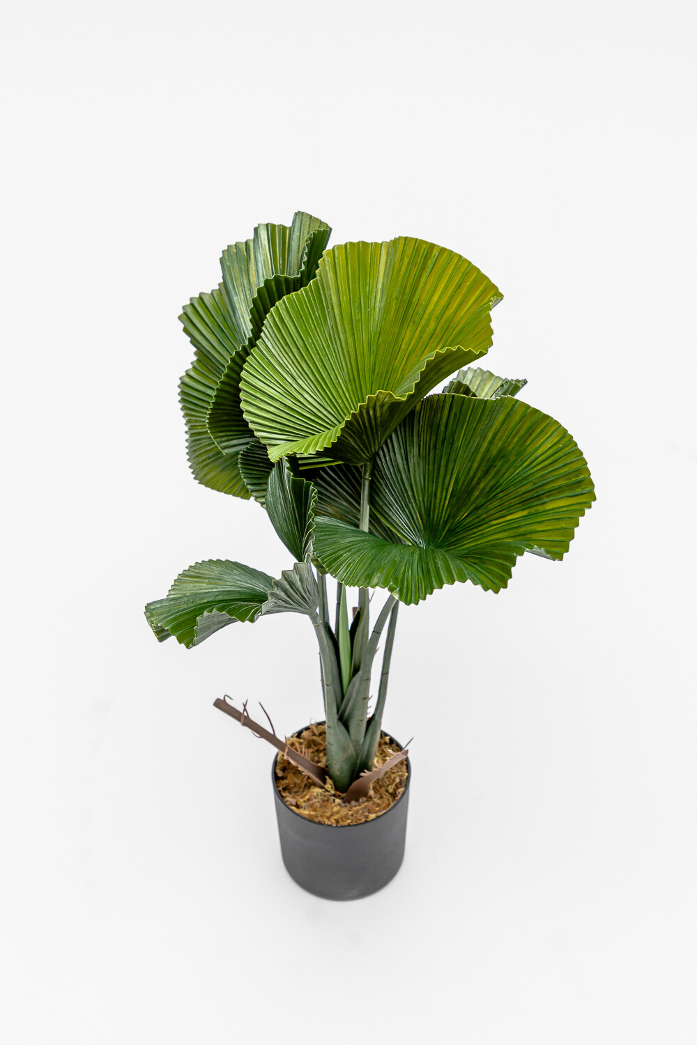 Planta Alocasia Gageana Color Unico