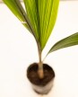 Palmera Pindo - S - H: 1.4m Palmera Pindo - S - H: 1.4m