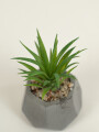 Planta Suculenta 696 Mini, Mix Color Unico