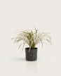 Liriope Variegado - H:30cm
