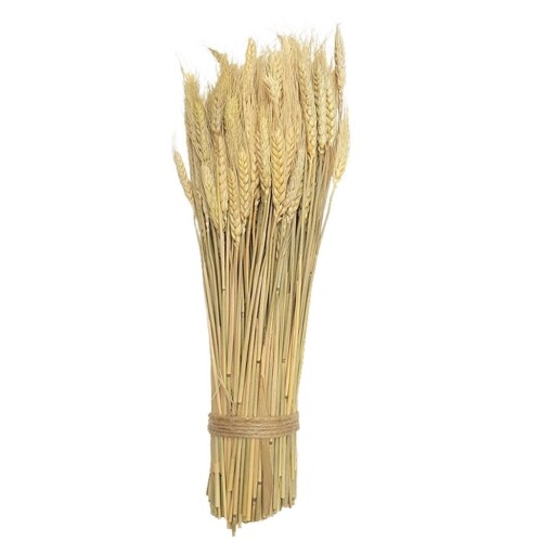Ramo de Trigo - 30cm - Natural Ramo de Trigo - 30cm - Natural