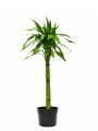 LUCKY BAMBOO XL LUCKY BAMBOO XL