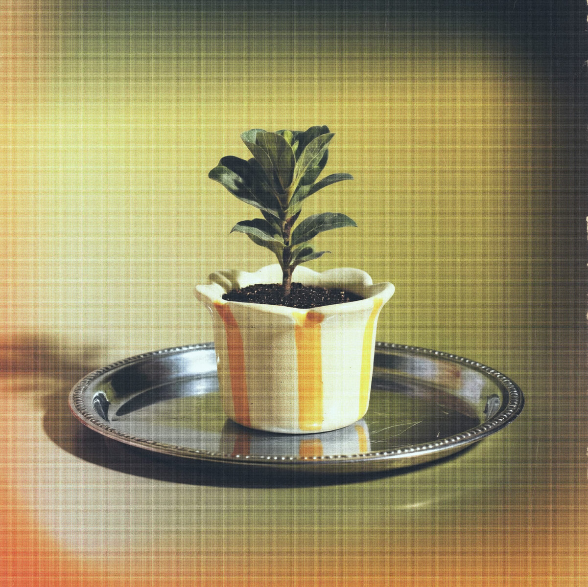 Maceta de cerámica Pétalos Pastel - Violeta - amarillo 