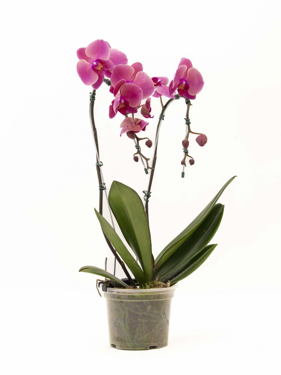 ORQUIDEA VARAS CURVAS ORQUIDEA VARAS CURVAS