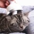 Masajeador Recargable USB Gatos Perros Regulable Con Base Color Variante Lila