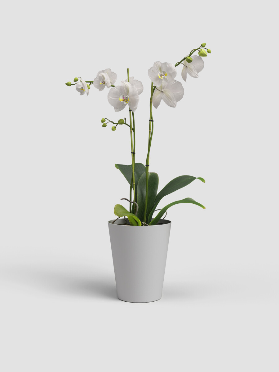 MACETA DE ORQUÍDEA PORTO GRIS CLARO