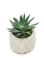 Planta Lavi Color Unico
