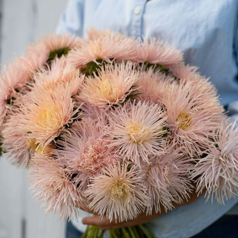 Ptilotus Rosado Bebe