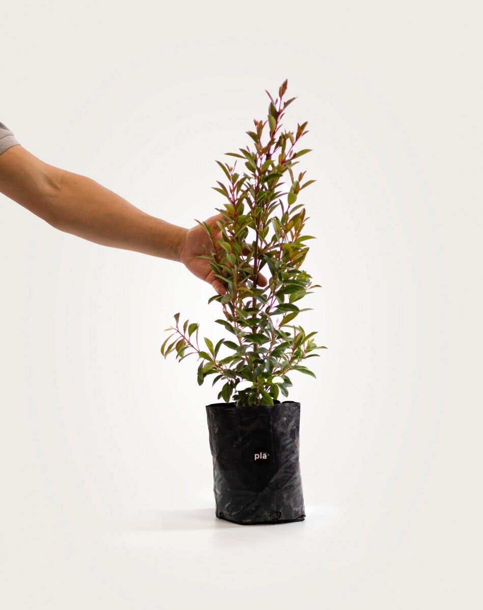 Arbusto Eugenia - S - H: 80cm 