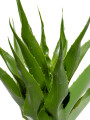 Planta Aloe 60cm Color Unico