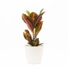 CROTON M CON PORTAMACETA PLASTICO BLANCA