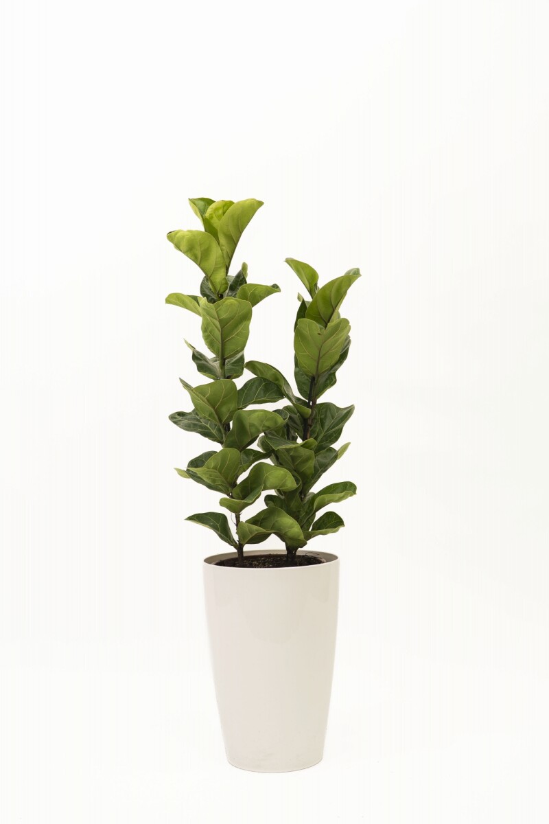 FICUS LYRATA 2 RAMAS CON PORTA MACETA BLANCO 