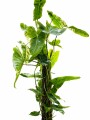 PHILODENDRON VARIEGADO AMARILLO Y VERDE PHILODENDRON VARIEGADO AMARILLO Y VERDE