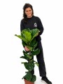 FICUS LYRATA XL HOJA GRANDE 0,90 MTS APROX FICUS LYRATA XL HOJA GRANDE 0,90 MTS APROX