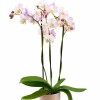 ORQUÍDEA MINI CON MACETA ROSA