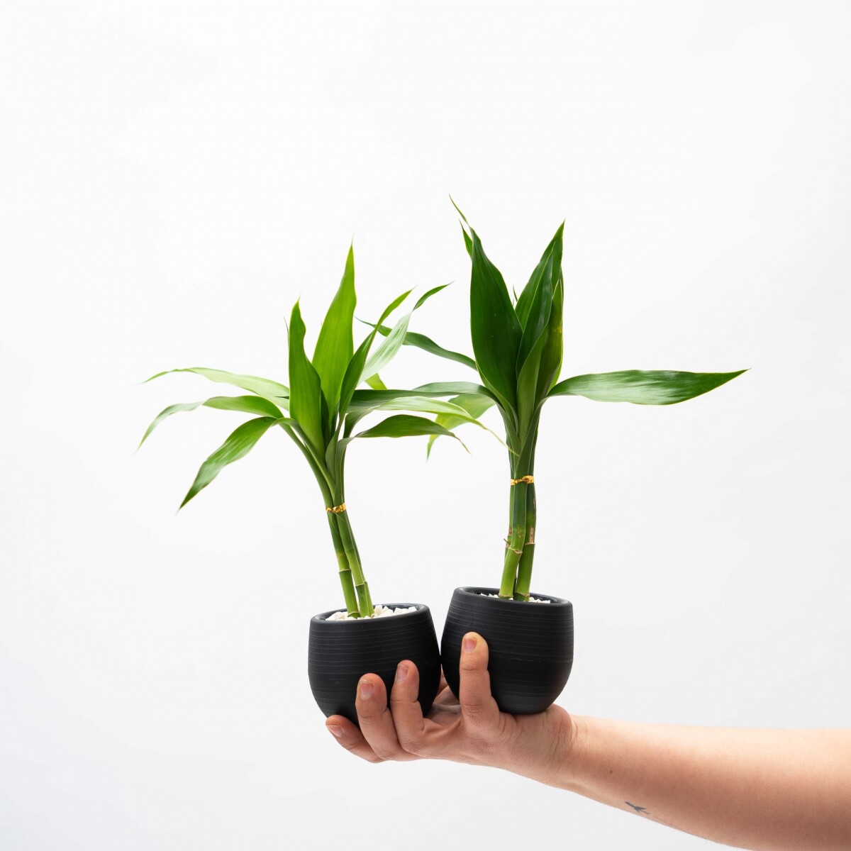 LUCKY BAMBOO 
