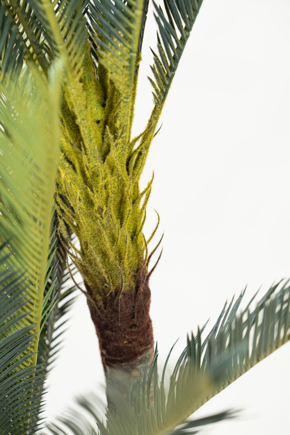 Planta Cycas Revoluta Color Unico