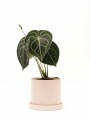 ANTHURIO CLARINERVIUM CON MACETA CERAMICA Y PLATO ROSA