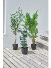 Planta artificial HAVHEST A125cm olivo Planta artificial HAVHEST A125cm olivo