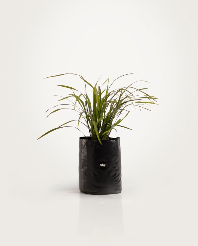 Liriope Verde - H: 30cm