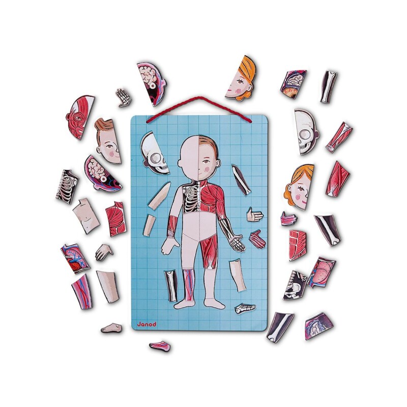 Juego didáctico y de aprendizaje magnético cuerpo humano Juego didáctico y de aprendizaje magnético cuerpo humano