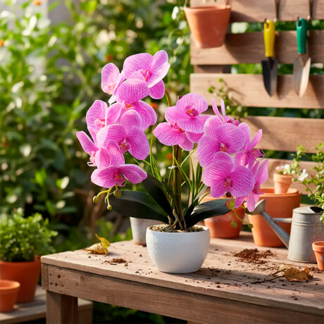Orquidea Con Maceta Blanca Lila